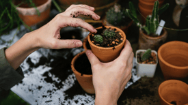 potted plants cactus